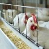 🇧🇷🐔 Brasil se declara livre da gripe aviária e já pede fim das restrições no exterior