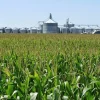 Brasil pode ser protagonista na produção de etanol de milho